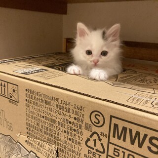 元気！ちびちび兄妹4匹での保護　募集ストップです