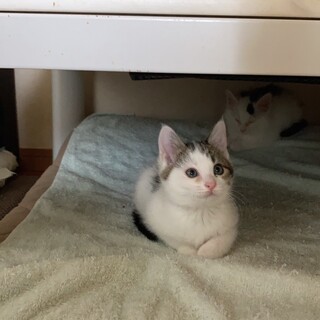 元気！ちびちびの家族募集中