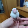 『至急』可愛い手乗り文鳥の里親募集(1羽) サムネイル2