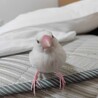 『至急』可愛い手乗り文鳥の里親募集(1羽) サムネイル3
