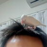 『至急』可愛い手乗り文鳥の里親募集(1羽) サムネイル4