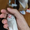 『至急』可愛い手乗り文鳥の里親募集(1羽) サムネイル6