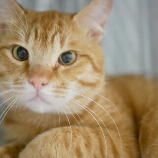 なでなで大好き　甘えたな茶トラチャオくん