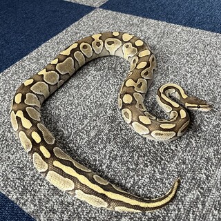 ボールパイソン」岐阜県 - 爬虫類・他の里親募集(458211) :: ペットの