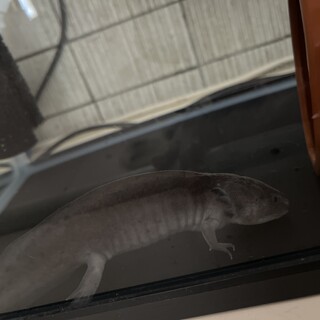 ウーパールーパー2匹　交渉中