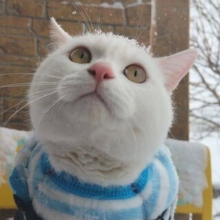 白猫のやんちゃな男の子 おこめです。