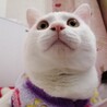 白猫のやんちゃな男の子 おこめです。 サムネイル3