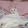 白猫のやんちゃな男の子 おこめです。 サムネイル4