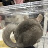 チンチラ シナモン 2ヶ月半 サムネイル2