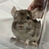 チンチラ シナモン 2ヶ月半 サムネイル3