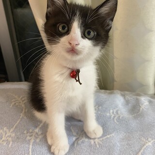 生後約二ヶ月　三姉妹の黒白オセロちゃん