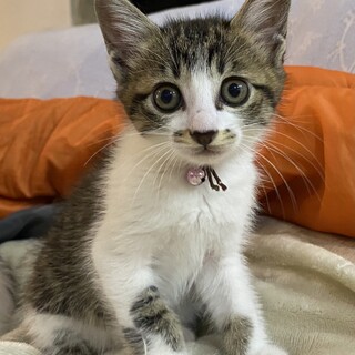 生後約二ヶ月　三姉妹のキジ白プリンちゃん