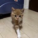 保護ねこ・みゅー