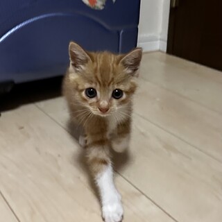 保護ねこ・みゅー