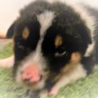 5-3-66◆可愛い子犬◆家族に迎えませんか？