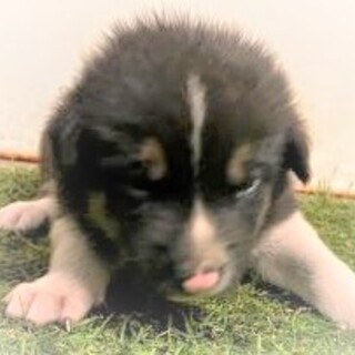 5-3-67◆可愛い子犬◆家族に迎えませんか？