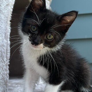 やんちゃな男の子。長毛かも？