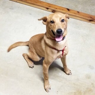 めっちゃフレンドリーな野犬クリム