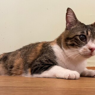 人も猫も大好き！　ひかりちゃん♪