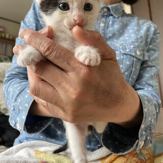 生後3週間甘えん坊のハチワレ兄弟(オス)ひめお君