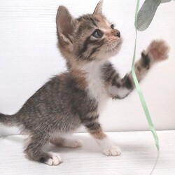 とだニャン保護猫里親会 サムネイル3