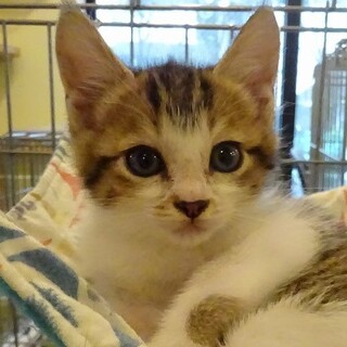 茶色混じりのキジ白のかなえちゃん♪♪