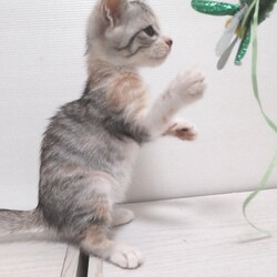 とだニャン保護猫里親会 サムネイル2