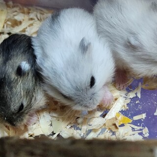 4匹ジャンガリアン 赤ちゃん