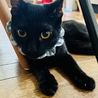 黒く光り輝く素敵なEくん。甘える動画観て下さい！