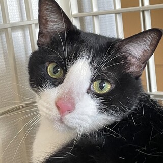 【6/18東日本橋】大きな猫さんは好き？はっちくん