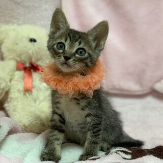 【6/18東銀座】オリーブくん1ヵ月半♪