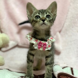 【6/18東銀座】きじ子ちゃん1ヵ月半♪