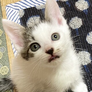 クリクリおめめ！甘えん坊ガール約1ヶ月半