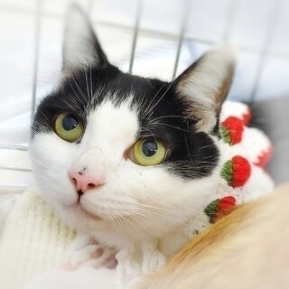 【6/18東日本橋】心やさしい♡あくびちゃん