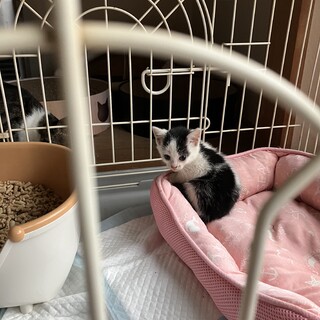 野良猫が子猫をうみました