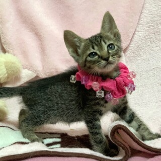 【6/18東銀座】グレーちゃん1ヵ月半♪