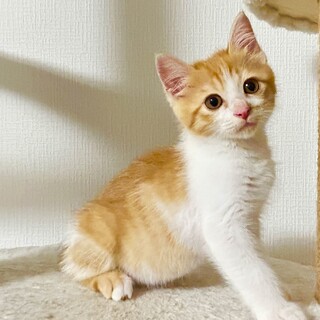 元気で人懐っこい茶白の子猫ちゃん