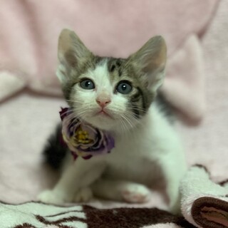 【7/2東銀座】パープルくん2ヵ月♪