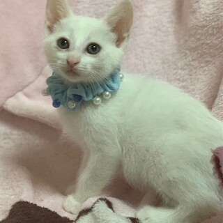 【7/16東銀座】レオくん2ヵ月半♪