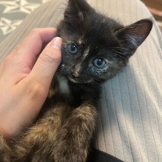 素敵な家族が見つかりました♡しじみちゃん