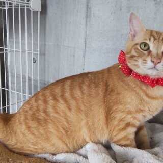 人慣れした超甘えん坊の茶トラの男の子