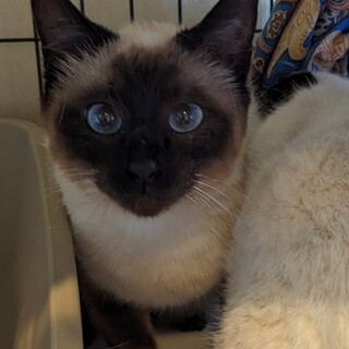 6/18荒川区譲渡会参加　海（うみ）ちゃん