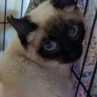 6/18荒川区譲渡会参加　空(そら)君