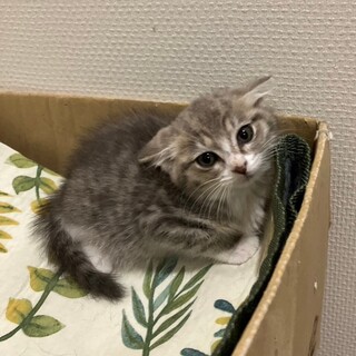 6/18荒川区譲渡会参加　初音ちゃん