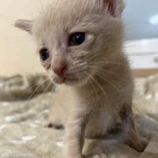 人間がママのミニ兄妹【ミルク】