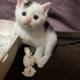 お嬢ちゃん　交渉中