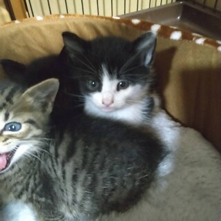 生後約1ヶ月半のパンダちゃん(トライアルスタート)