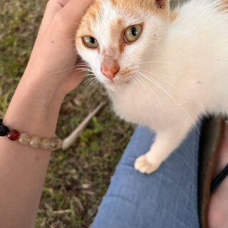 子猫の里親を募集します