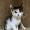 チョコ白の男の子