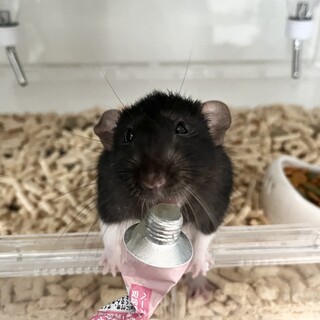 ファンシーラット♂